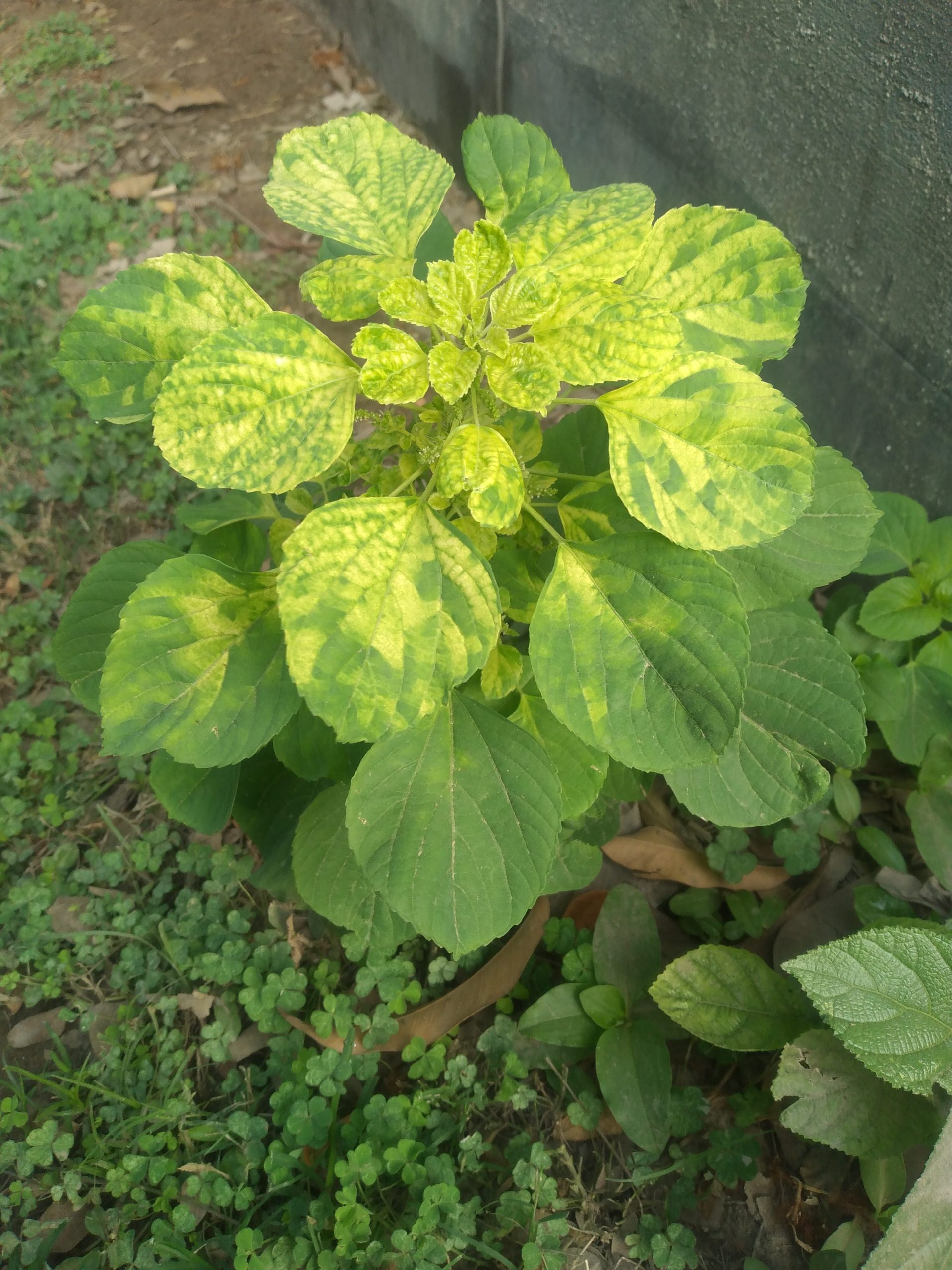 What’s The Health Benefit Of Acalypha Indica & Its Homoeopathic Use.