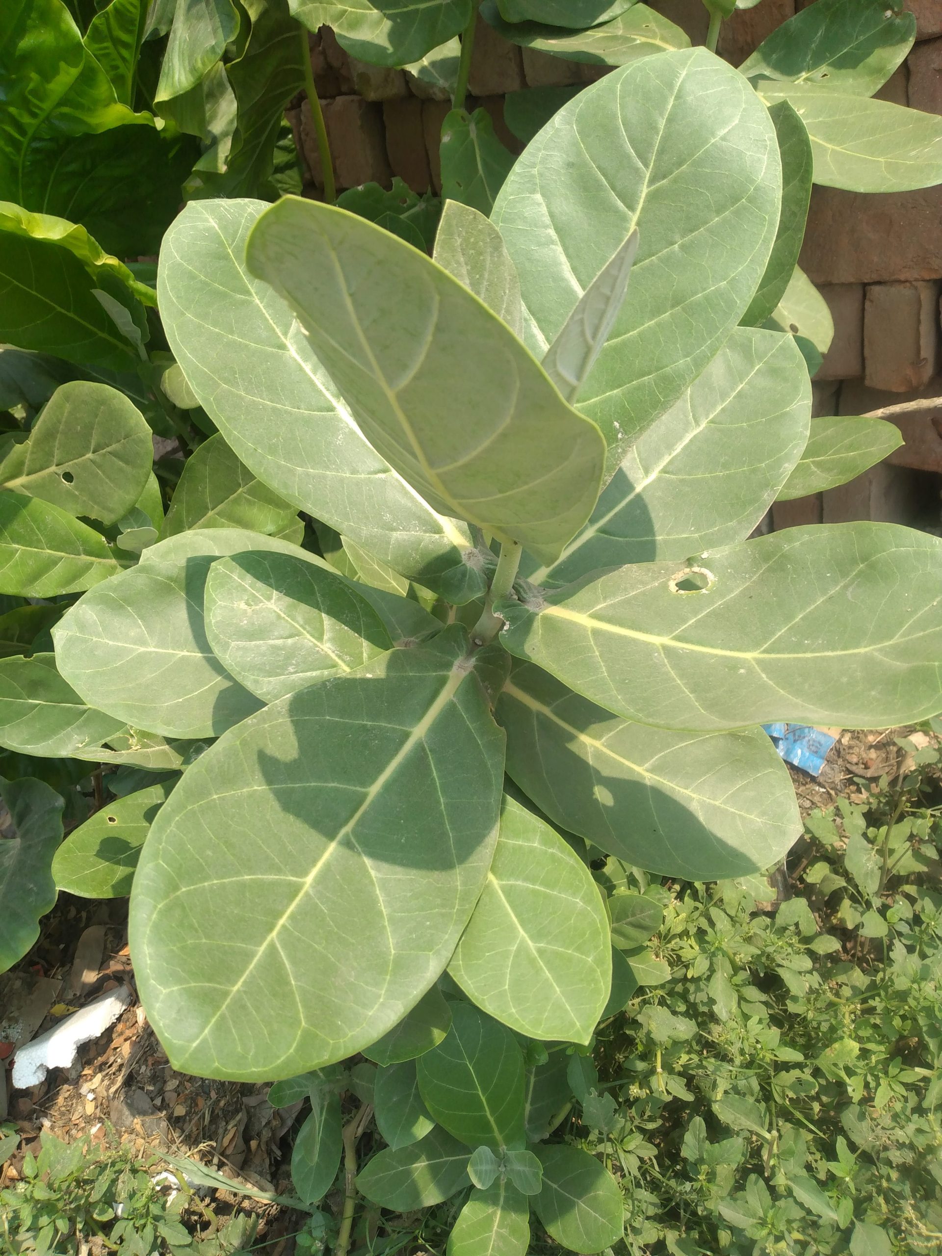 What’s the health benefit of Calotropis gigantea