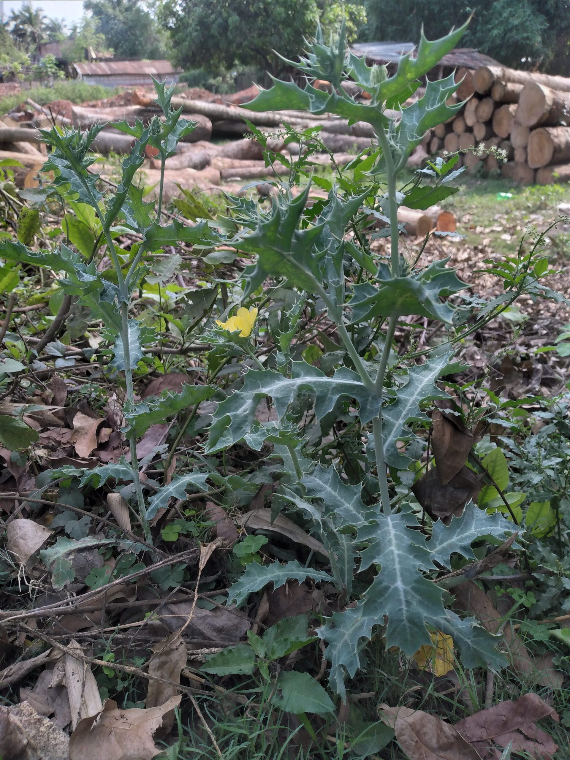 Traditional use of Argemone mexicana