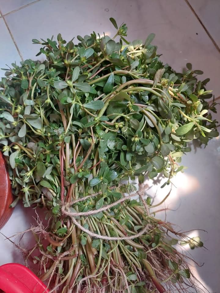Health benefits of Portulaca oleracea